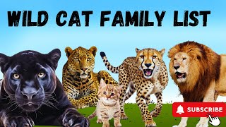 Cats amp the Feline Family  For Kids [upl. by Elisha]