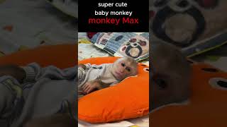 monkey max is so handsomemonkey funnyanimal Short [upl. by Gabriella]