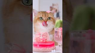 5 foods make your cat LIVE long😼 facts [upl. by Anavlys233]