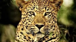 Drenched and Dry Africa African Wildlife Documentary [upl. by Archangel]