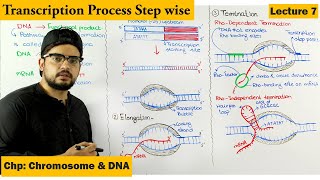 Transcription  Gene Expression  Lecture 7 [upl. by Ailee]