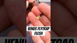 How to Propagate a Venus Flytrap [upl. by Letha641]