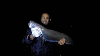 Corvina a Surfcasting Argyrosomus regius Meagre Maigre commun Ombrina de 920 Kg [upl. by Eugnimod404]