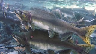 Fishing in Alaska Part 2  Ship Creek Fly Fishing for Char Pink Salmon in Whittier [upl. by Marciano794]