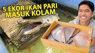 MASUKIN 5 EKOR IKAN PARI KE KOLAM GAK NYANGKA SEMUA HEWAN MAKAN [upl. by Steffen]