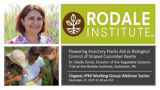 Flowering Insectary Plants Aid as Biolological Control of Striped Cucumber Beetle [upl. by Calia]