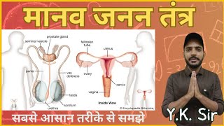 Reproductive System  जनन तंत्र  Human Reproductive System Anatomy and Physiology  YK Sir [upl. by Saixela249]