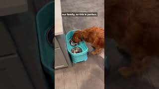 Upgrade your pets food setup with the Neater Feeder [upl. by Evilo784]