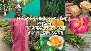 റോസാമുരടിപ്പിനുവേണ്ടിയുള്ള മരുന്നും ROSEMARY PLANTSALE AND CARE  RPerunad  Pathanamthitta [upl. by Bringhurst]