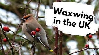 Waxwings in the UK  A British Wildlife Walk [upl. by Laureen]