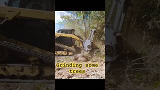 Mulching trees Cat299 shortsvideo mulching landclearing [upl. by Atterol]