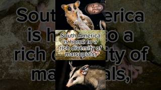 Marsupials originated in South America 🦘Marsupial Marsupials Opossum Opossums Possum Possums [upl. by Evy]