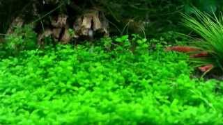 New plant added Eriocaulon Cinereum [upl. by Airdua56]