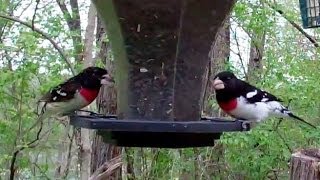 Feeding Frenzy  Rosebreasted Grosbeaks [upl. by Livi]