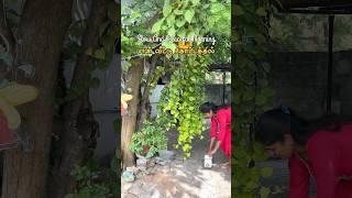 Mini Vlog 76  Amma Veedu sowbaraniyaramesh minivlog youtubeshorts [upl. by Labotsirhc448]