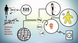 Voeding mineralen en magnesium [upl. by Cousins]