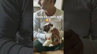 Tujh mein rab dikhta hai❤️pets dog doglover bollywood [upl. by Mariette]