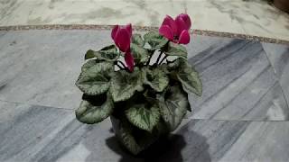 नर्सरी से लाये इस सुन्दर पौधेcyclamen के बारे में कलेक्ट की ये जानकारी I [upl. by Michey]