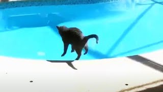 Animals Getting Scared Over Nothing 😂 Funny Pets [upl. by Cati289]