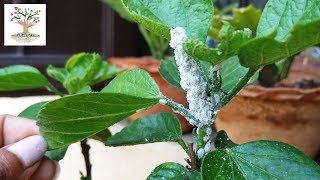 How to get rid of Mealybugs  सफ़ेद कीड़ों से हमेशा के लिए छुटकारा  Hibiscus [upl. by Richmound]