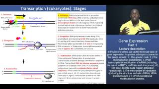 GAMSAT Gene expression  Part 2  Stages of Eukaryotic Transcription [upl. by Issej]