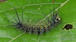 Saturniid moth Caterpillar Pseudautomeris sp Saturniidae amp Ants [upl. by Nnylak]