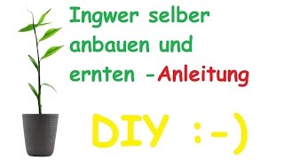 Ingwer Pflanze selber züchten  anbauen – Ingwer vermehren und ernten – DIY Tutorial [upl. by Lambertson552]