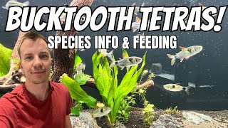 BUCKTOOTH TETRA SPECIES INFO  FEEDING amp REVIEW [upl. by Muller]