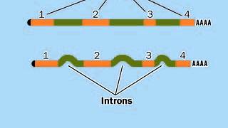 PostTranscriptional modification mRNA  RNA Processing [upl. by Morehouse]