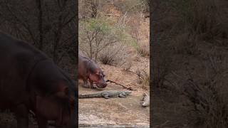 Crocodile killer ytshorts animals hippopotamus crocodiles wildlife shortsvideo shorts facts [upl. by Orvie]