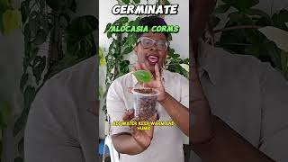 How To Germinate Alocasia Corms [upl. by Nnyllaf]