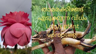 Uprooting lotus tubersതാമരക്കിഴങ്ങ് എടുക്കുന്ന വിധം [upl. by Arayt81]