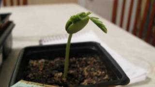 Growing Bonsai From Seed Update 1 month later [upl. by Zere]