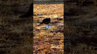 You know its cold  Lagopus Ptarmigans Rock Grouse 🥶🐣shorts shortsfeed viral mountain [upl. by Eus]