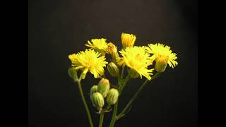 Crepis vesicaria 1 [upl. by Noteek]