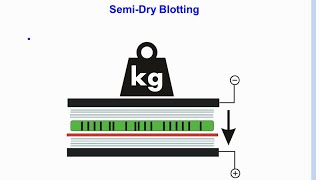 SERVA Webinar Transfer Methods  Blotting Basics Englisch [upl. by Anesor]