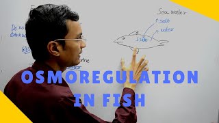 Osmoregulation in Fish [upl. by Katy]