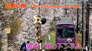 【京都の桜】嵐電・北野線「桜のトンネル」（2024年4月5日 京都市右京区） Randen Kitano Lines quotCherry Blossom Tunnelquot [upl. by Irrep]