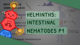 Helminths Intestinal Nematodes Part 1 features clinical importance diagnosis treatment [upl. by Oicnaneb]