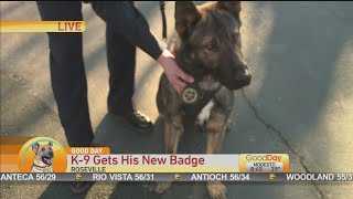 K9 Gets His New Badge [upl. by Nivart]