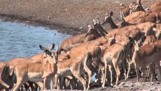 impala near Etoshas waterhole [upl. by Gardell426]