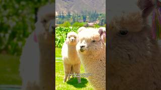 Experiencia en Rustica Urubamba  Cusco ⛰️ viajes turismocusco travel cuscoperu fyp [upl. by Anthiathia]