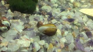 Asian Freshwater Clam [upl. by Esyla16]