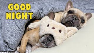 What Do My Dogs Do Every Night My Dogs Bedtime Routine [upl. by Rida]