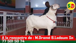 ELEVAGE LADOUM A LA RENCONTRE DE MODOU DRAME DE LA BERGERIE LADOUM SN 221 77 501 50 74 [upl. by Yadroc]