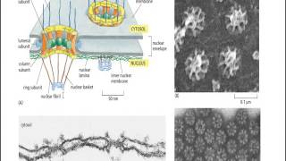 Nuclear pore complex  nuclear transport [upl. by Eolanda]