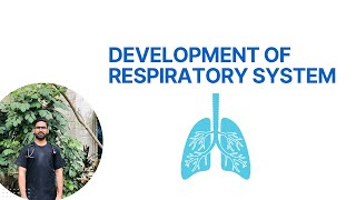 Development of Respiratory System  Lungs Embryology [upl. by Annaihs]