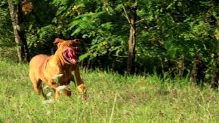 Dogue de Bordeaux attacco attack [upl. by Sabine]