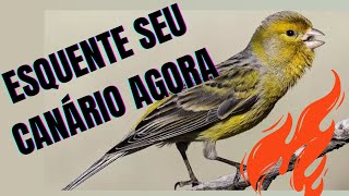 Cantoria Para Esquentar Canário Belga e Foguear as Fêmeas 🔥🔥Link na descrição [upl. by Aicala]