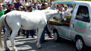 Cavalo Chora a Morte do Vaqueiro  Diassis Martins [upl. by Ellerret]